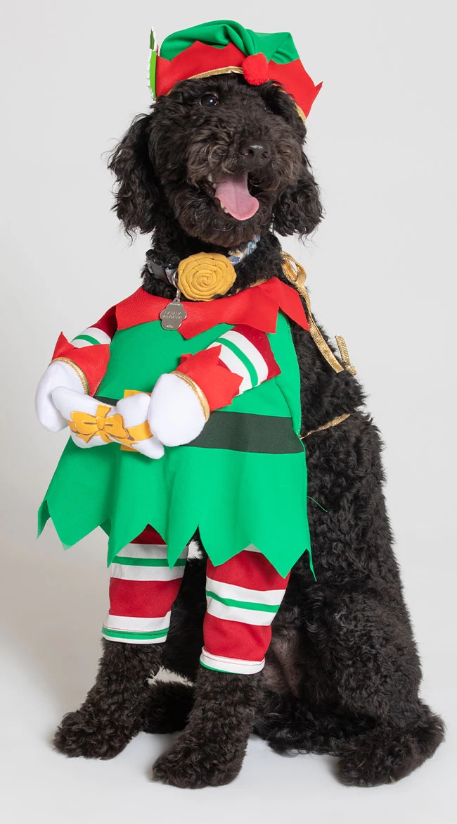 Jingle Elf Dog Costume 2 Jingle Elf Dog Costume - Image 2