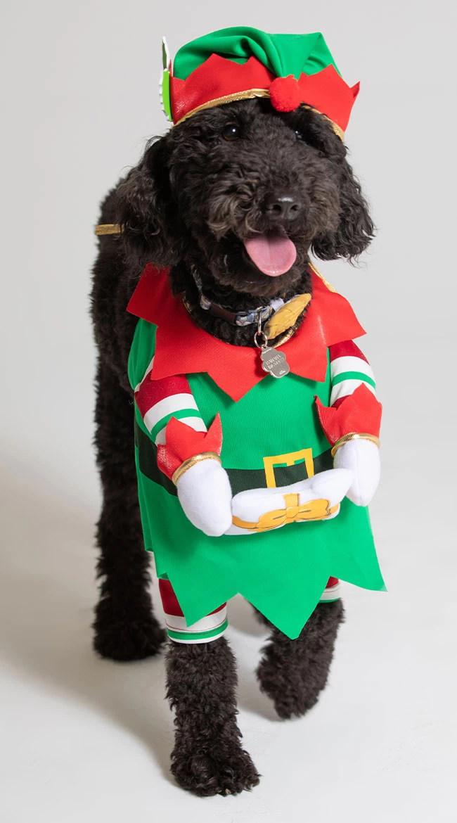 Jingle Elf Dog Costume 1 Jingle Elf Dog Costume