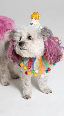 Celebration Pet Costume -Lingerie Shop KR PK00464 PS2019PET 2