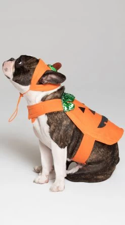 Pumpkin Pet Harness Costume 10 Pumpkin Pet Harness Costume -Lingerie Shop KR PK00466 PS2019PET 1