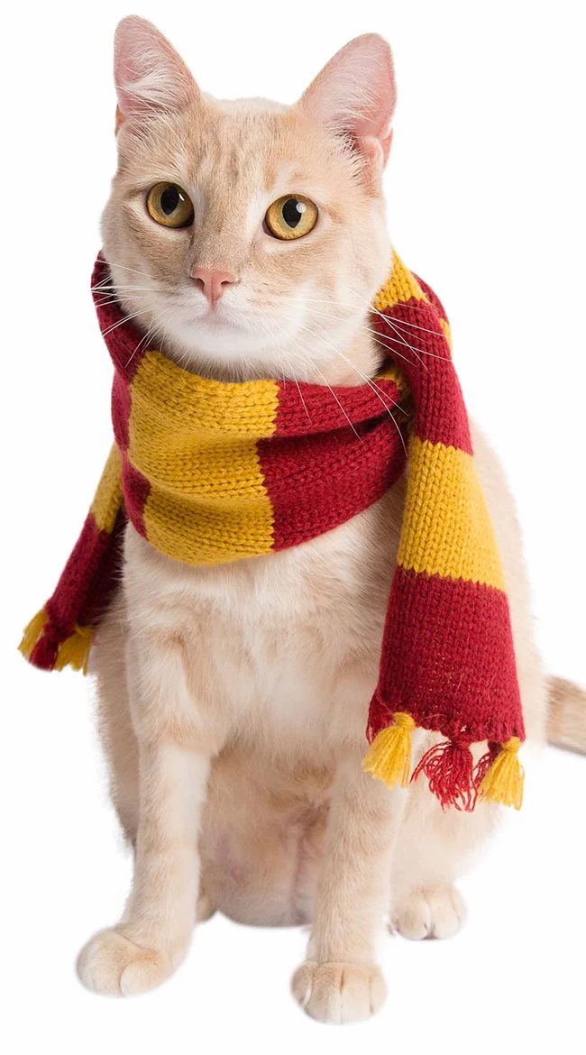 Hipster Wizard Pet Costume 5 Hipster Wizard Pet Costume - Image 5