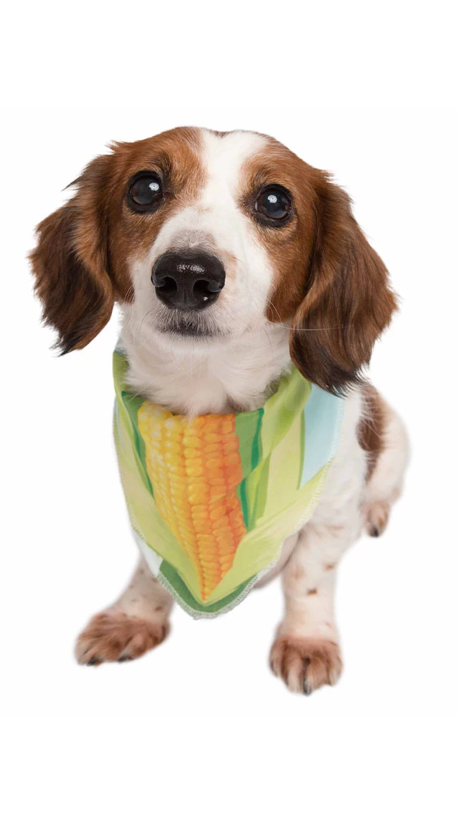 Corny Cutie Pet Costume 1 Corny Cutie Pet Costume
