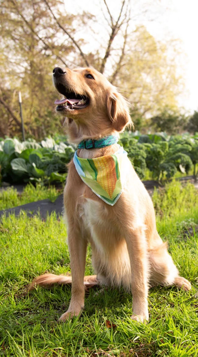 Corny Cutie Pet Costume 6 Corny Cutie Pet Costume - Image 6