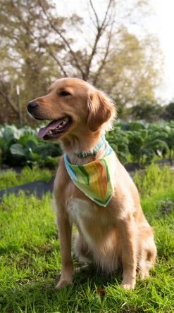 Corny Cutie Pet Costume 10 Corny Cutie Pet Costume -Lingerie Shop KR PK00813 ED 2 2021HALLOWEEN